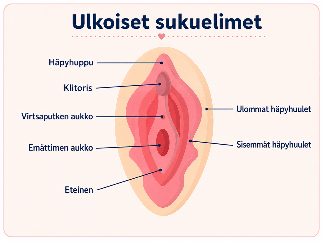 Klitorisopas - kaikki mitä tarvitset tietää