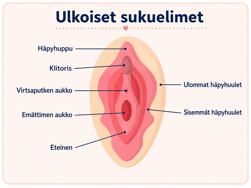 Klitorispiskor - allt du behöver veta